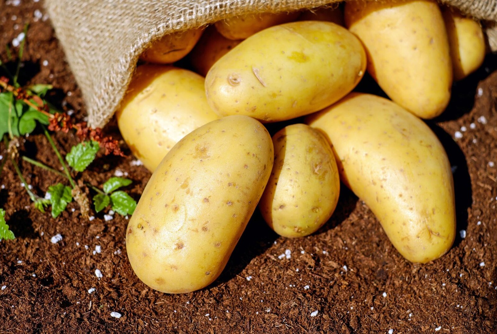 recette purée Thermomix pomme de terre